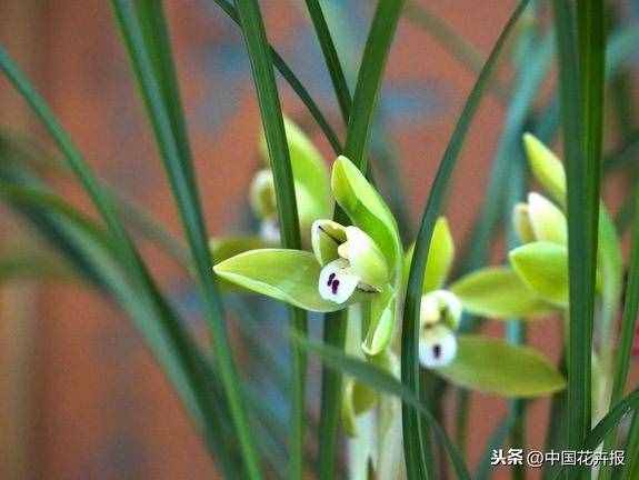 總送鮮花誰(shuí)不膩？其實(shí)教師節(jié)還可以送這些花