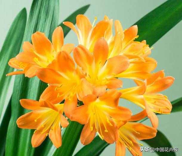 總送鮮花誰(shuí)不膩？其實(shí)教師節(jié)還可以送這些花