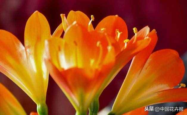 總送鮮花誰(shuí)不膩？其實(shí)教師節(jié)還可以送這些花