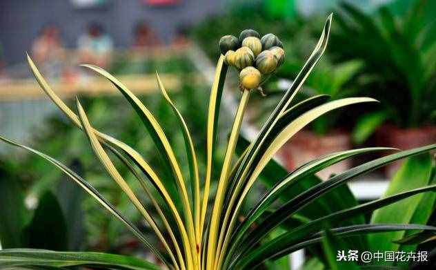 總送鮮花誰(shuí)不膩？其實(shí)教師節(jié)還可以送這些花