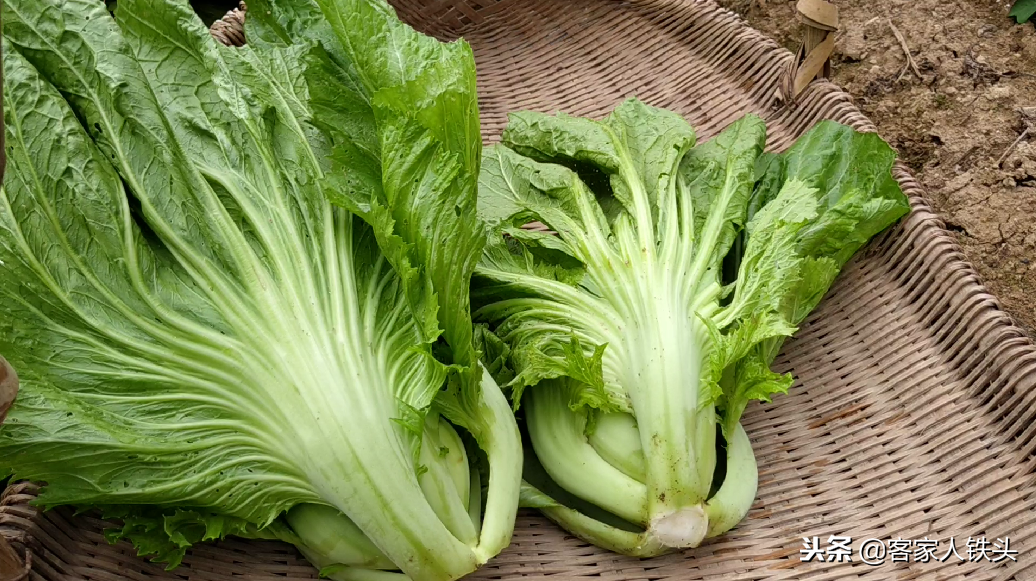 農(nóng)家自制的菜干為什么好吃？重要的是這2點(diǎn)，菜干自制全過程