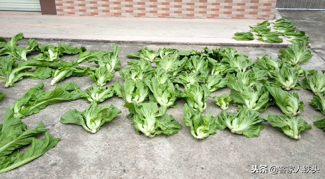 農(nóng)家自制的菜干為什么好吃？重要的是這2點(diǎn)，菜干自制全過程