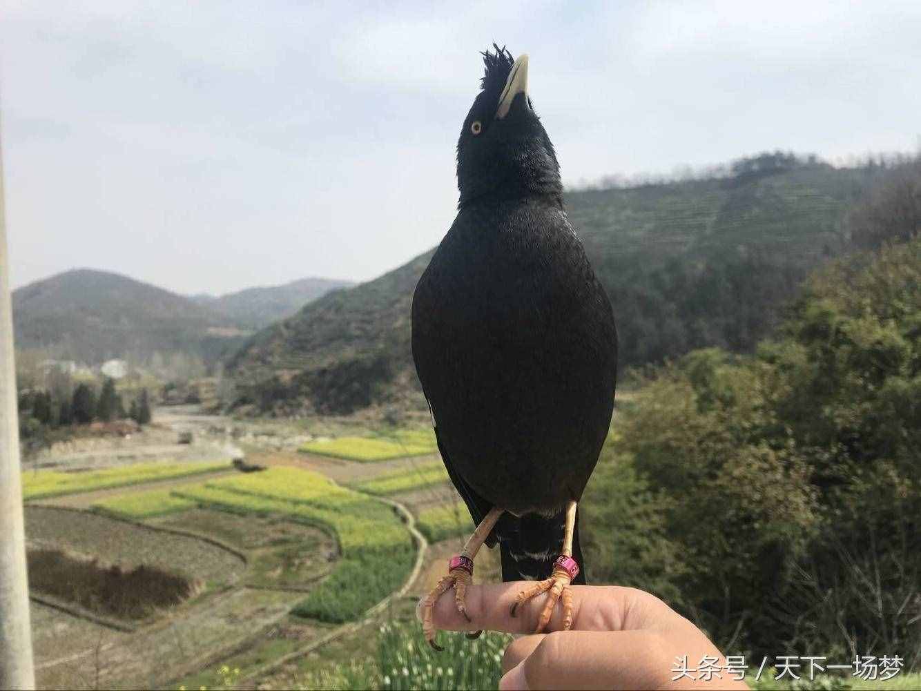 天下一場夢：八哥鳥教語詳細(xì)教程（請勿盜版）