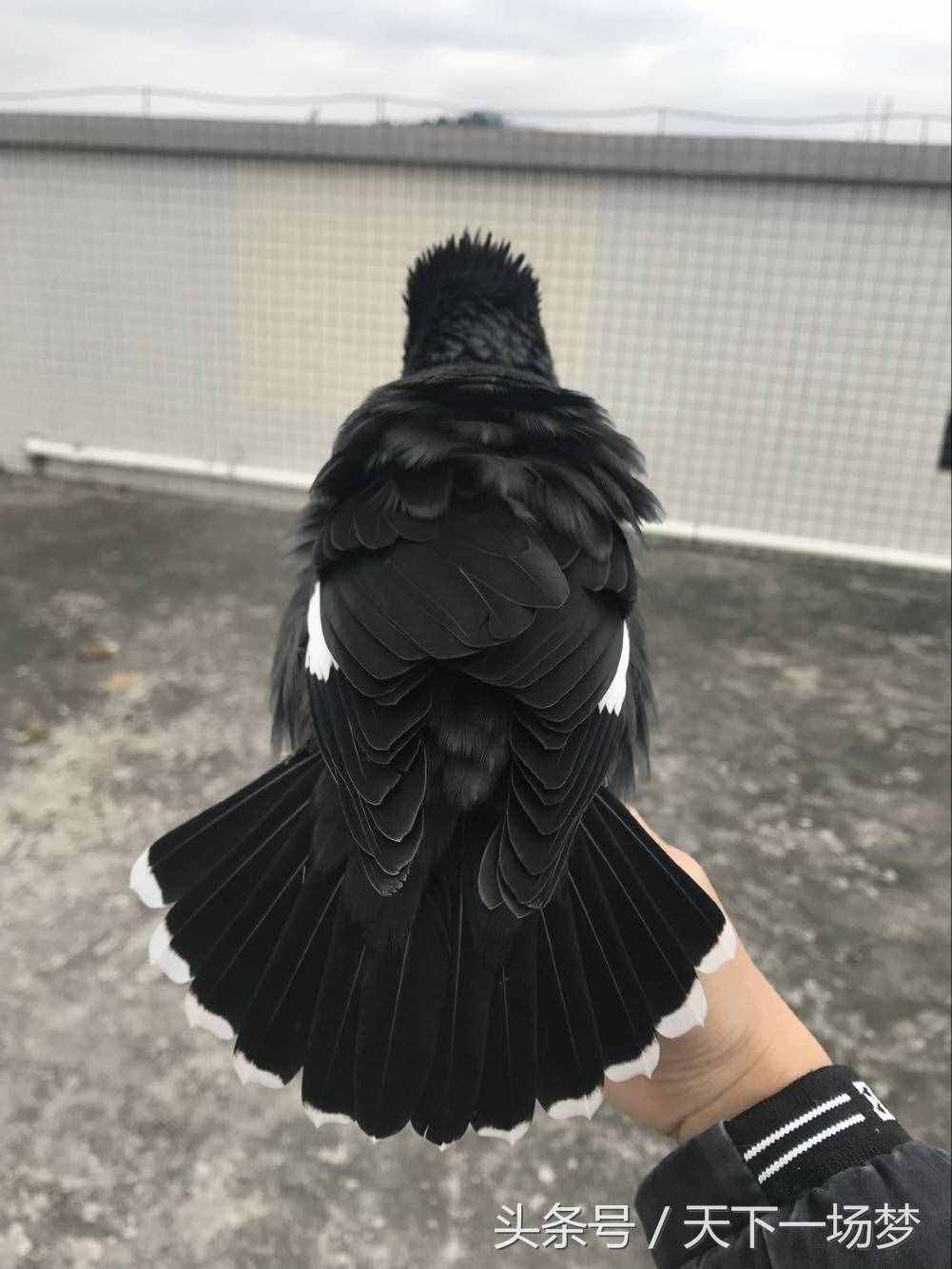天下一場夢：八哥鳥教語詳細(xì)教程（請勿盜版）
