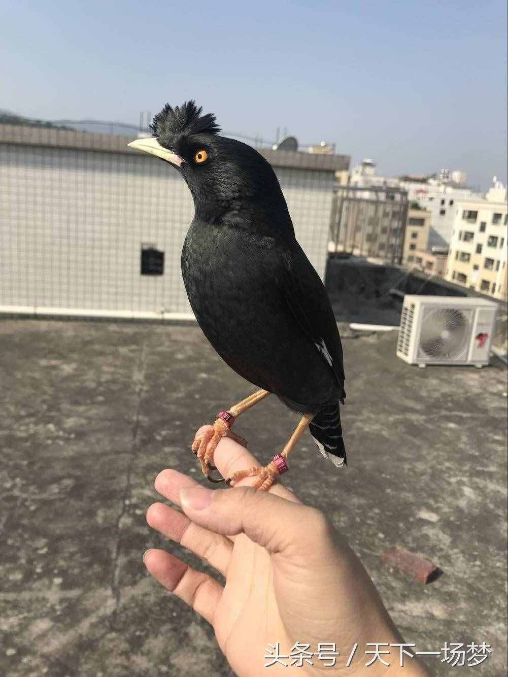 天下一場夢：八哥鳥教語詳細(xì)教程（請勿盜版）