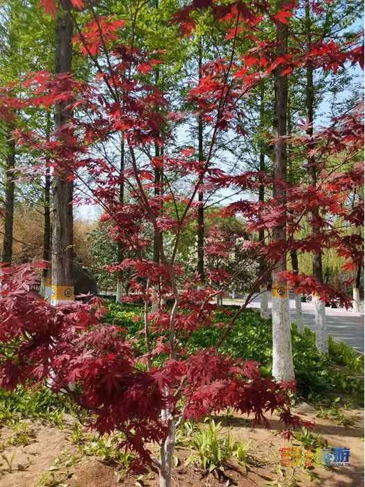 五一去哪玩？北京豐臺(tái)北宮森林公園，不是江南勝似江南！