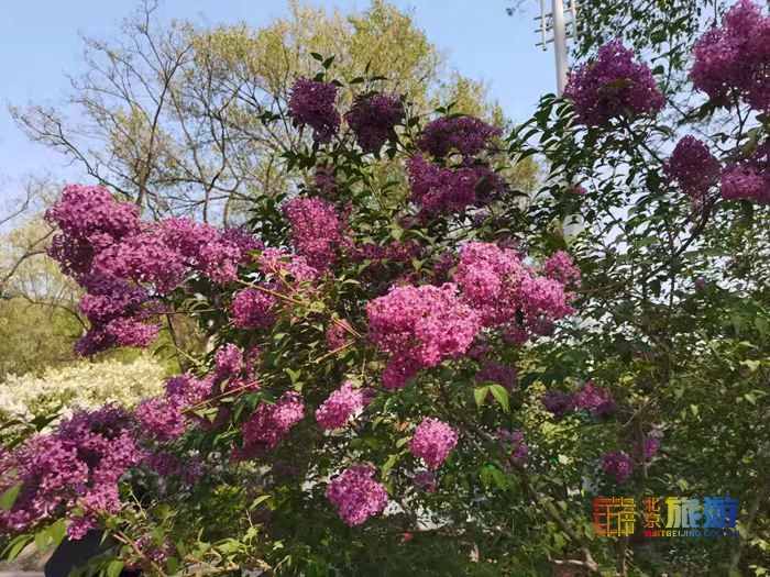 五一去哪玩？北京豐臺(tái)北宮森林公園，不是江南勝似江南！