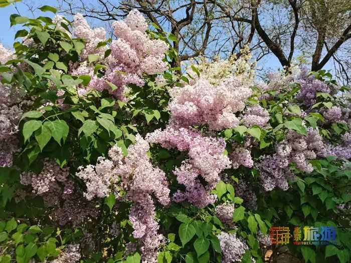 五一去哪玩？北京豐臺(tái)北宮森林公園，不是江南勝似江南！