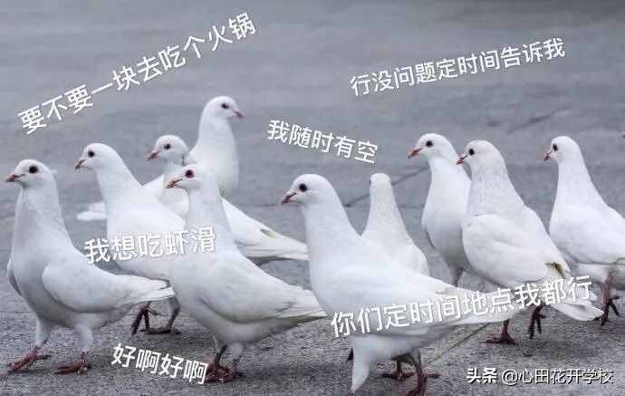 漲知識(shí)了，“放鴿子”原來(lái)是這么來(lái)的