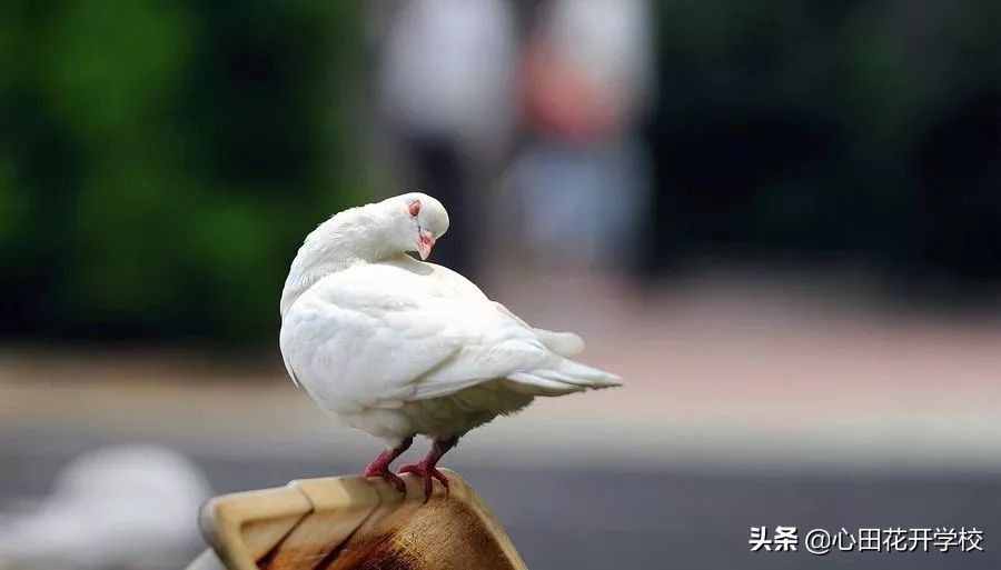 漲知識(shí)了，“放鴿子”原來(lái)是這么來(lái)的
