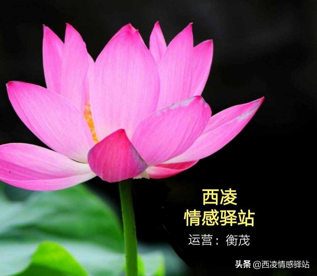衡茂丨七夕節(jié)是什么節(jié)