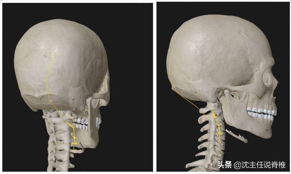 后腦勺疼痛，如何自我緩解？