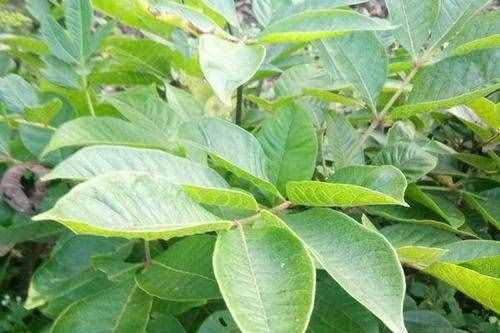 中藥吳茱萸的功效