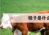 今日更新犢子是什么意思（犢子是什么）