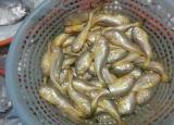 今日更新梅童魚（梅童魚價今春上漲5%15%）