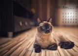 今日更新毅然的近義詞（果然 居然 仍然 竟然之區(qū)分）