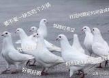 今日更新放鴿子什么意思（放鴿子）