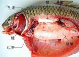 今日更新魚有心臟嗎（魚有心）