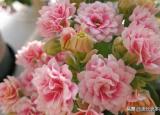今日更新長壽花為什么致癌（長壽花為什么致癌謠言止于智者）
