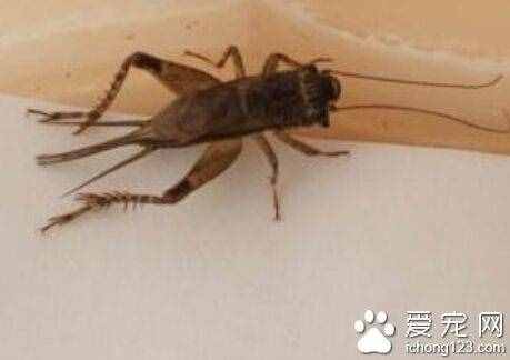 蛐蛐吃什么 喂高蛋白的東西會使它長得好點