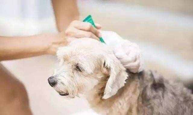 狗狗身上有跳蚤該怎么辦？