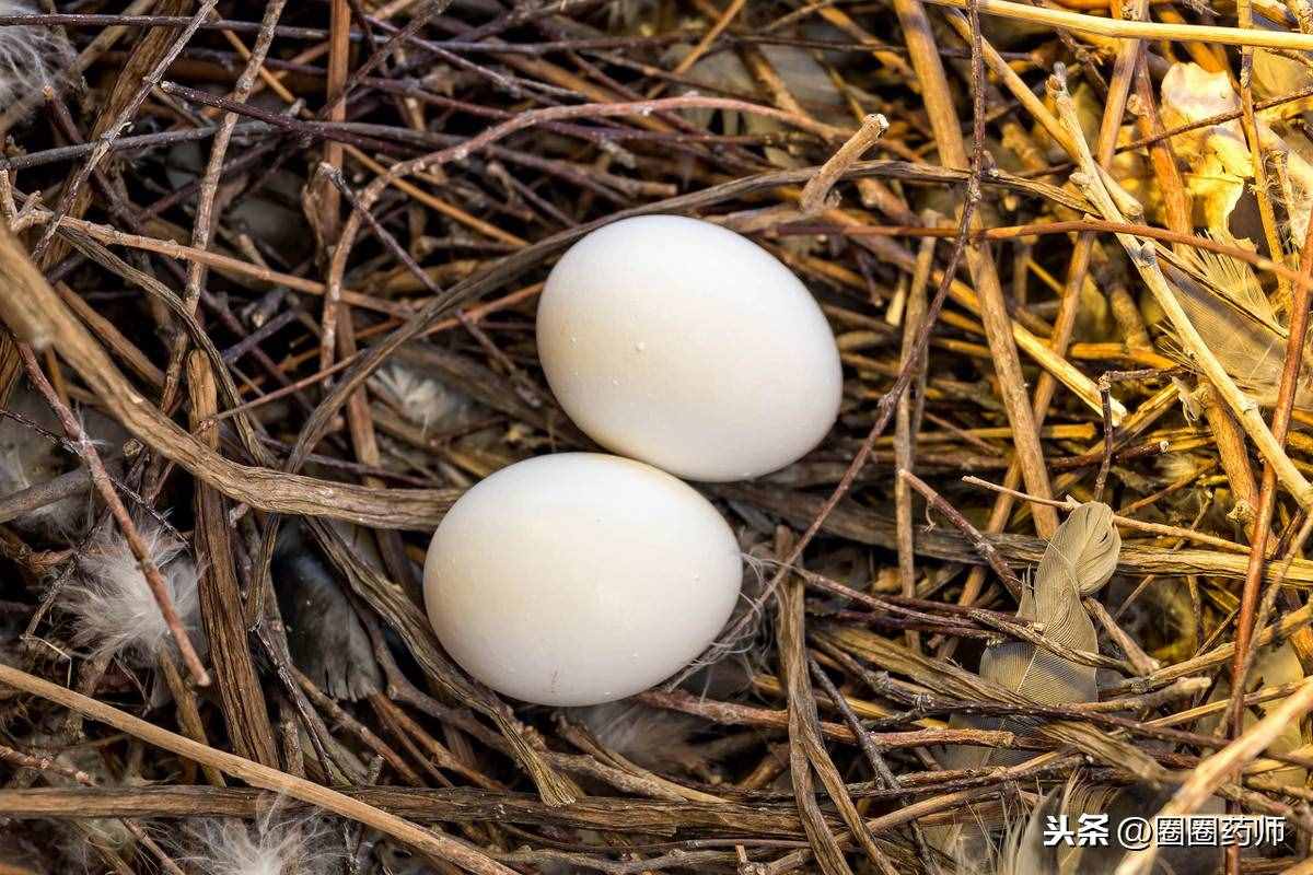 鴿子蛋到底有多補(bǔ)？