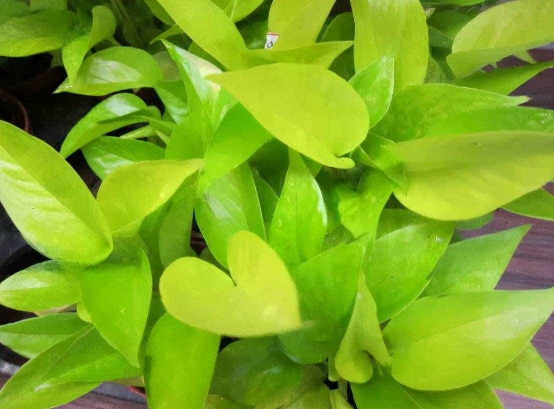 養(yǎng)的綠蘿又黃葉了，怎么辦？通過4點(diǎn)入手，找到原因，趕緊補(bǔ)救