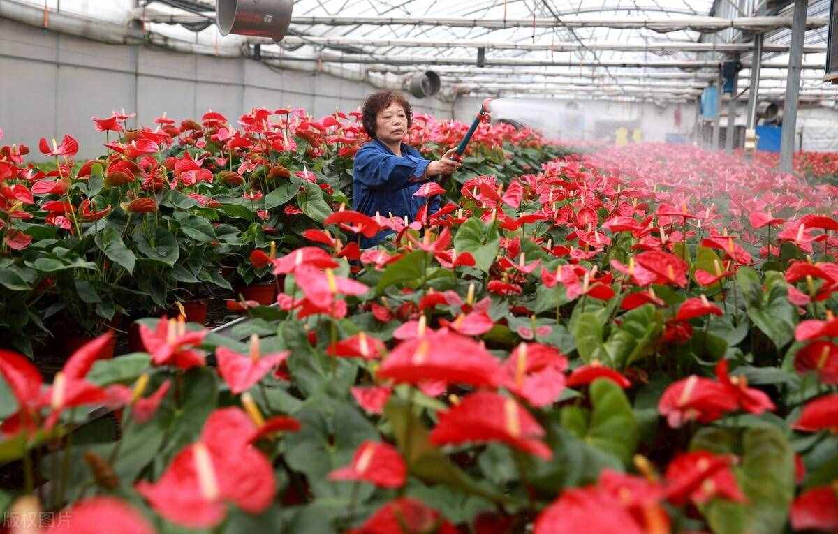 紅掌的養(yǎng)護(hù)技巧