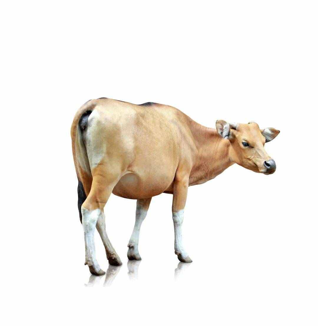 補(bǔ)鐵別只知道吃紅棗！真正補(bǔ)鐵的 23 種食物都在這里