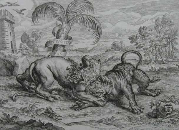 對比了老虎與獅子各項(xiàng)數(shù)據(jù)之后，發(fā)現(xiàn)獅子真的很難打贏老虎