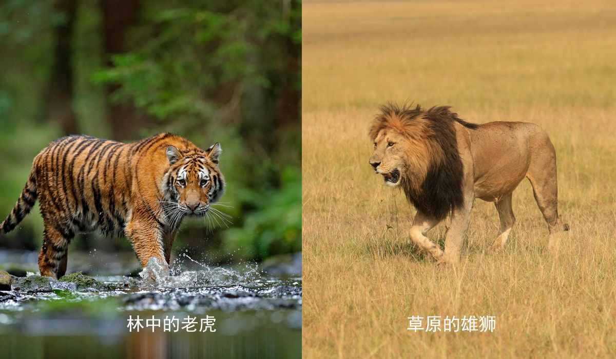 對比了老虎與獅子各項(xiàng)數(shù)據(jù)之后，發(fā)現(xiàn)獅子真的很難打贏老虎