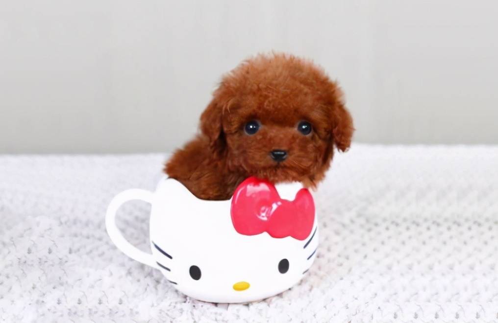 那些便宜又好養(yǎng)的6種小型犬，每一只都不會讓你失望