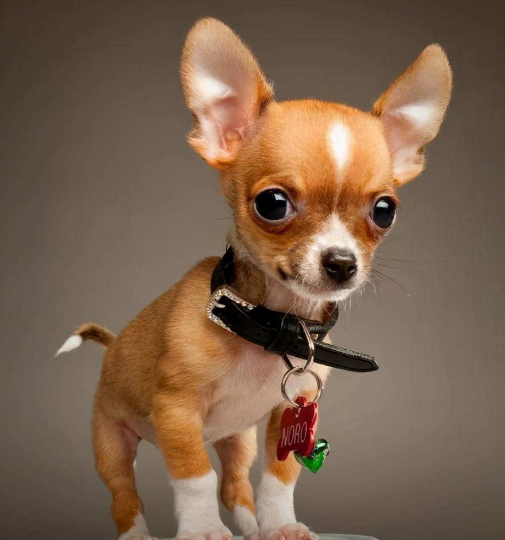 那些便宜又好養(yǎng)的6種小型犬，每一只都不會讓你失望