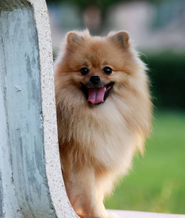 那些便宜又好養(yǎng)的6種小型犬，每一只都不會讓你失望