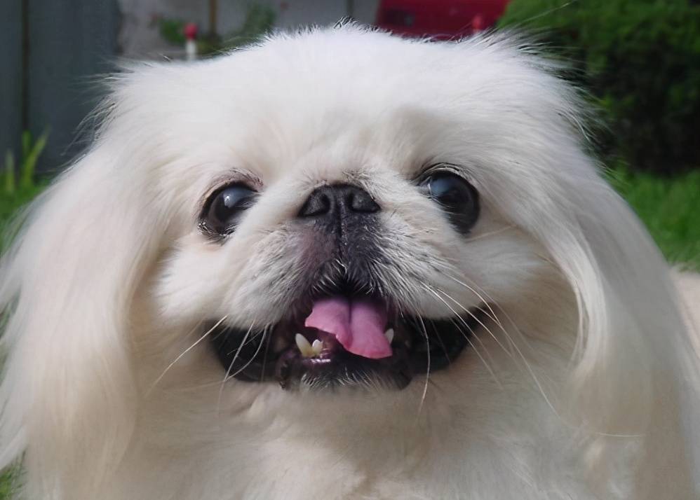 那些便宜又好養(yǎng)的6種小型犬，每一只都不會讓你失望