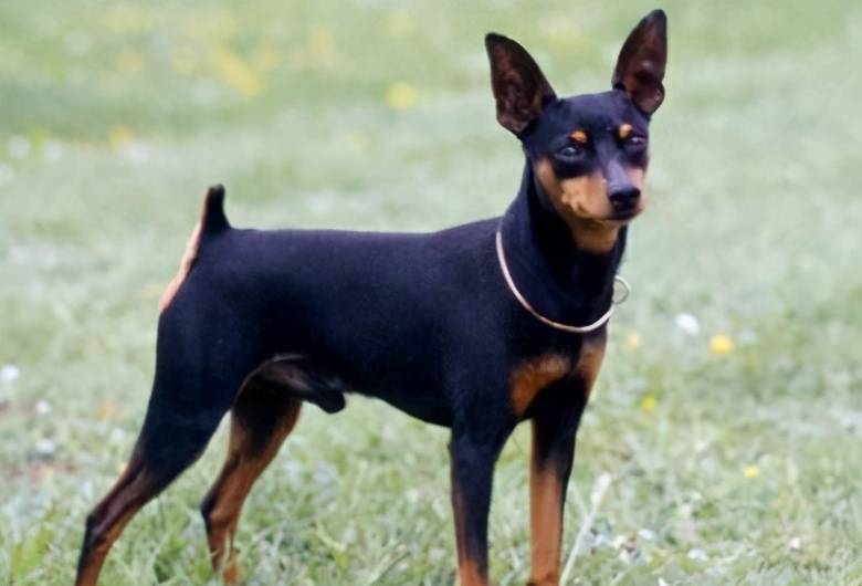那些便宜又好養(yǎng)的6種小型犬，每一只都不會讓你失望