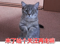 那些便宜又好養(yǎng)的6種小型犬，每一只都不會讓你失望