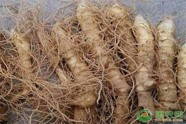 玉竹現(xiàn)在多少錢一斤？有哪些藥用功效與食療方？