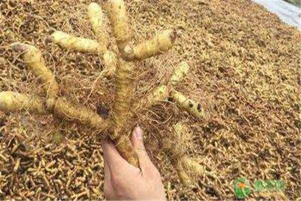 玉竹現(xiàn)在多少錢一斤？有哪些藥用功效與食療方？