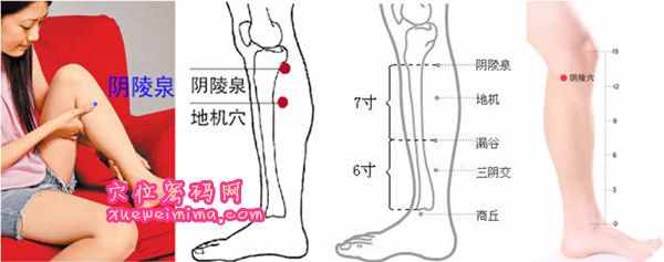 陰陵泉穴的準(zhǔn)確位置圖