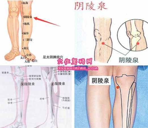 陰陵泉穴的準(zhǔn)確位置圖(高清圖組)