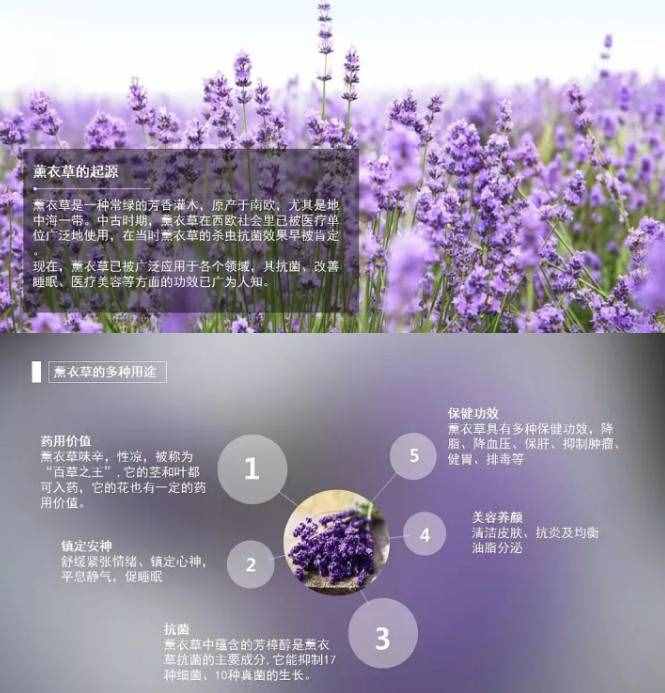 薰衣草精油怎么用 薰衣草精油附六種正確的使用方法