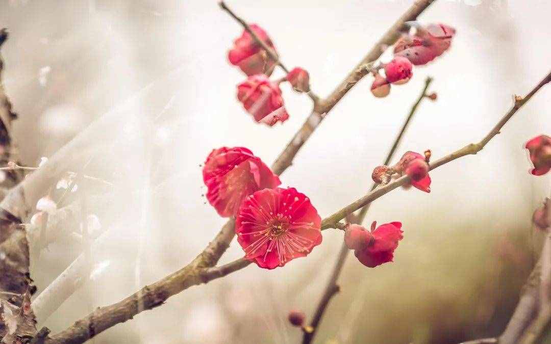 梅花香自苦寒來，十首觀梅的詩詞，一起欣賞美麗的梅花吧