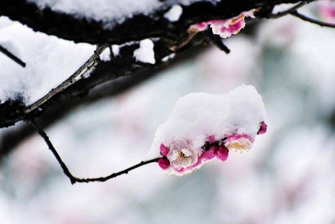 梅花香自苦寒來，十首觀梅的詩詞，一起欣賞美麗的梅花吧