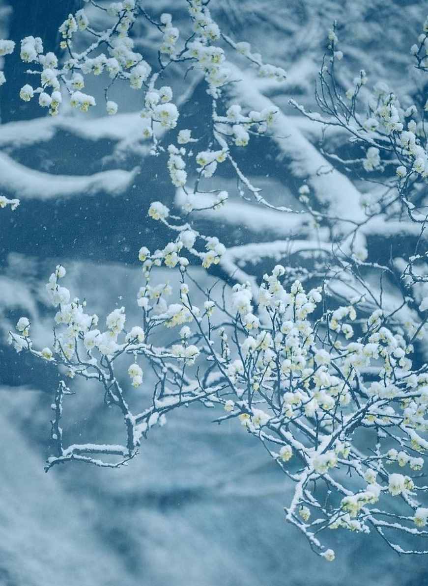梅花香自苦寒來，十首觀梅的詩詞，一起欣賞美麗的梅花吧