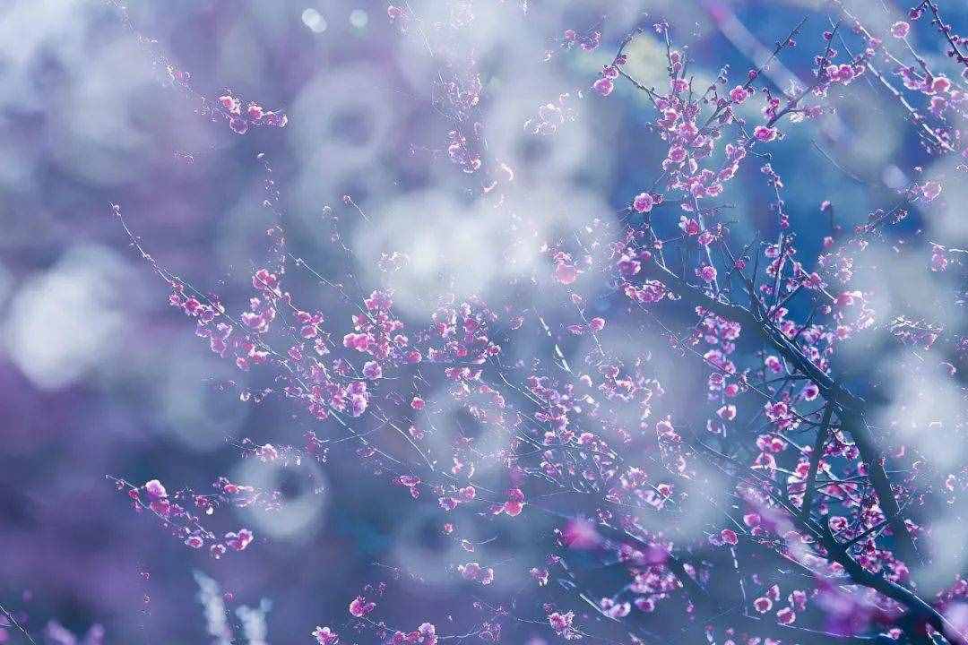 梅花香自苦寒來，十首觀梅的詩詞，一起欣賞美麗的梅花吧