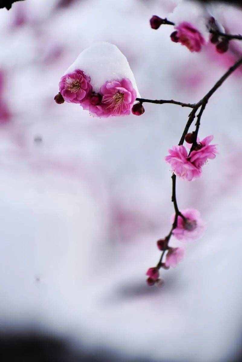梅花香自苦寒來，十首觀梅的詩詞，一起欣賞美麗的梅花吧