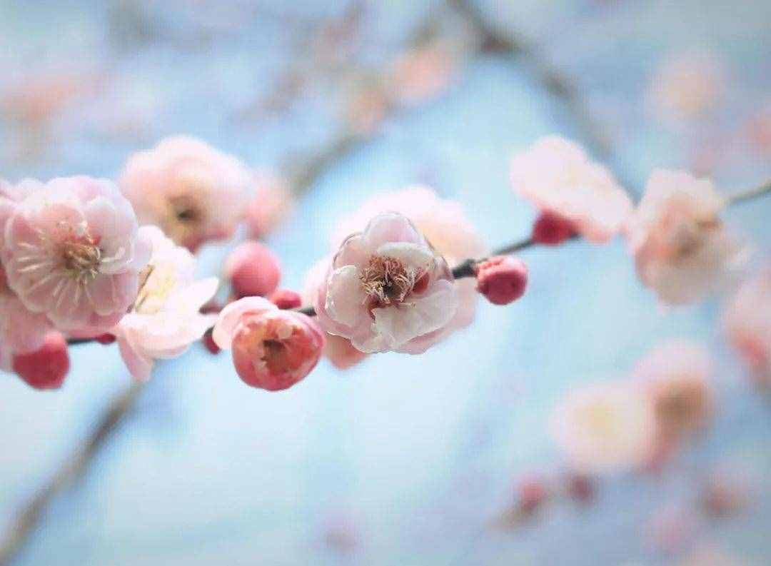 梅花香自苦寒來，十首觀梅的詩詞，一起欣賞美麗的梅花吧