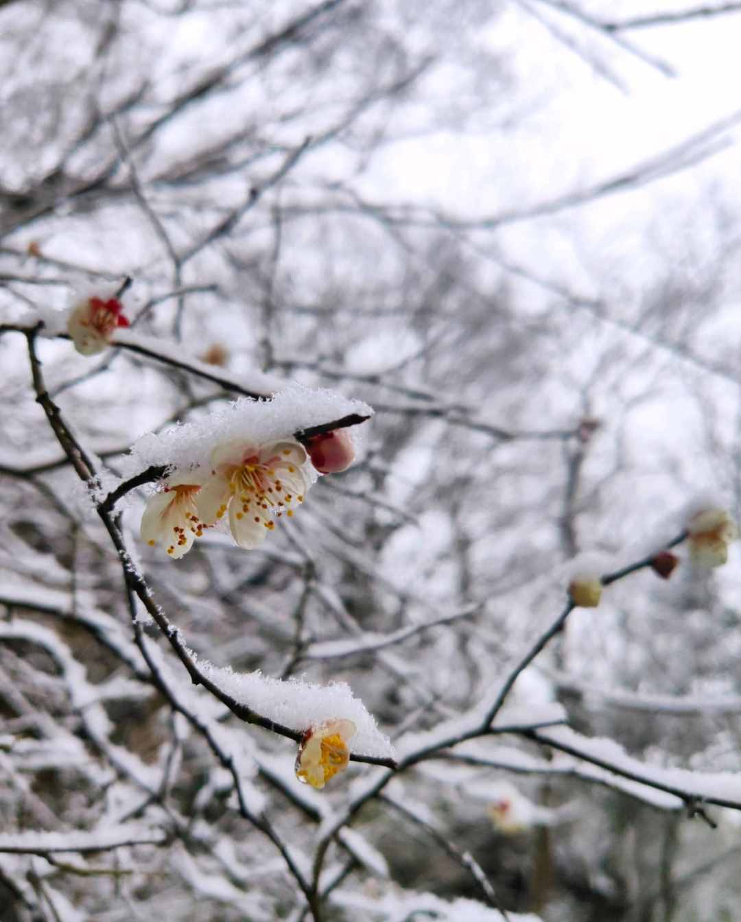 梅花香自苦寒來，十首觀梅的詩詞，一起欣賞美麗的梅花吧