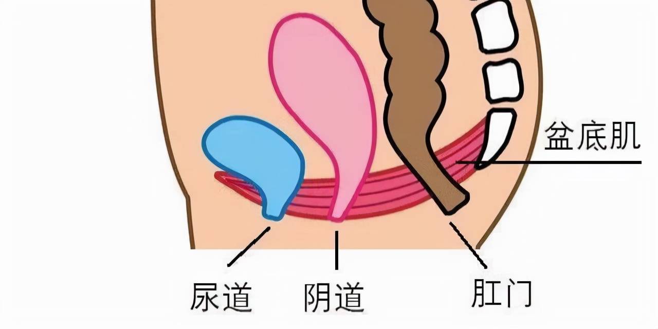 女性尿道口的結(jié)構(gòu)是怎樣的？